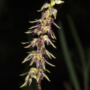 Corunastylis clivicola at Gungahlin, ACT - suppressed