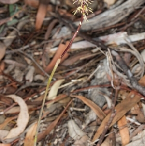 Corunastylis clivicola at Gungahlin, ACT - suppressed