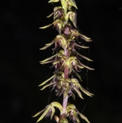 Corunastylis clivicola at Gungahlin, ACT - suppressed