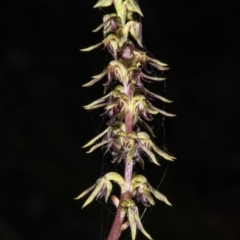 Corunastylis clivicola at Gungahlin, ACT - suppressed