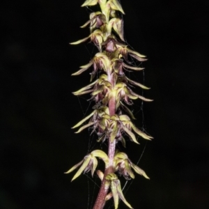 Corunastylis clivicola at Gungahlin, ACT - suppressed