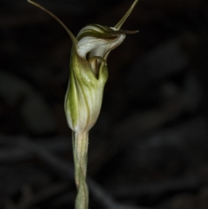 Diplodium ampliatum at Gungahlin, ACT - 20 Mar 2018