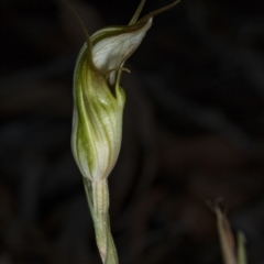 Diplodium ampliatum at Gungahlin, ACT - 20 Mar 2018