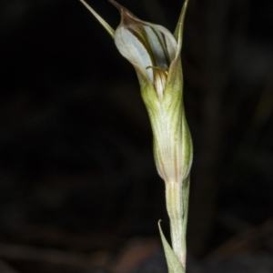 Diplodium ampliatum at Gungahlin, ACT - 20 Mar 2018