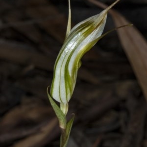 Diplodium ampliatum at Gungahlin, ACT - 20 Mar 2018