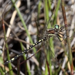 Synthemis eustalacta (Swamp Tigertail) at Cotter River, ACT - 17 Mar 2018 by HarveyPerkins