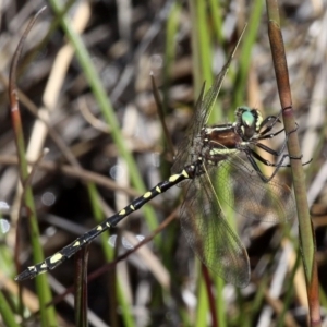 Synthemis eustalacta at Cotter River, ACT - 17 Mar 2018