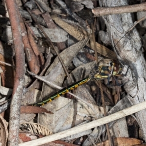 Hemicordulia australiae at Gungahlin, ACT - 20 Mar 2018 05:27 PM