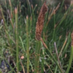 Eleocharis sphacelata (Tall Spike-rush) at Rendezvous Creek, ACT - 16 Mar 2018 by alex_watt