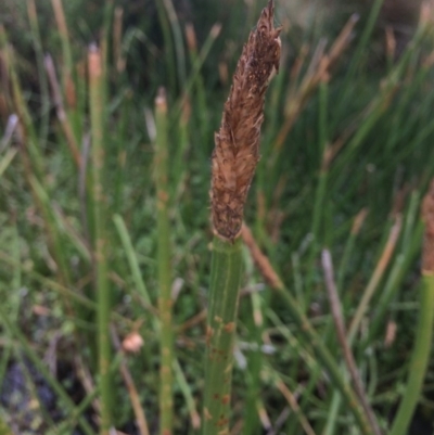 Eleocharis sphacelata (Tall Spike-rush) at Rendezvous Creek, ACT - 16 Mar 2018 by alexwatt