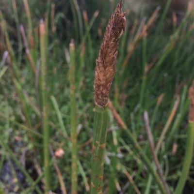 Eleocharis sphacelata (Tall Spike-rush) at Rendezvous Creek, ACT - 16 Mar 2018 by alex_watt