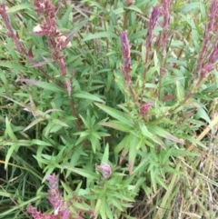 Lythrum salicaria (Purple Loosestrife) at Rendezvous Creek, ACT - 16 Mar 2018 by alexwatt