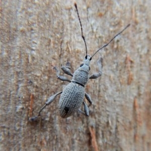 Merimnetes sp. (genus) at Dunlop, ACT - 21 Mar 2018