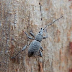 Merimnetes sp. (genus) at Dunlop, ACT - 21 Mar 2018