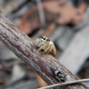 Opisthoncus sp. (genus) at Aranda, ACT - 21 Mar 2018