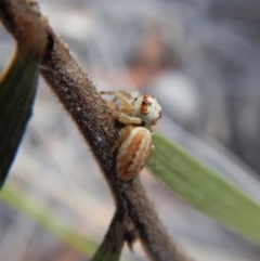 Opisthoncus sp. (genus) at Aranda, ACT - 21 Mar 2018