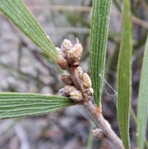 Opisthoncus sp. (genus) at Aranda, ACT - 21 Mar 2018