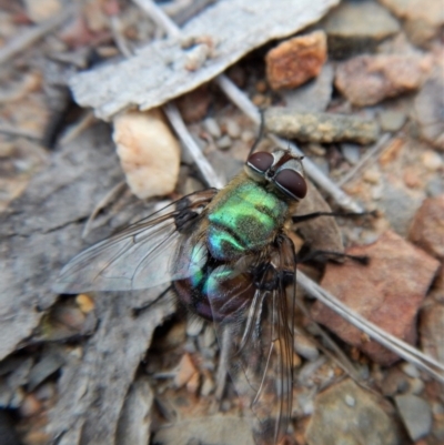 Rutilia (Chrysorutilia) formosa (A Bristle fly) at Dunlop, ACT - 21 Mar 2018 by CathB