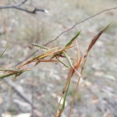 Cymbopogon refractus (Barbed-wire Grass) at O'Malley, ACT - 21 Mar 2018 by Mike