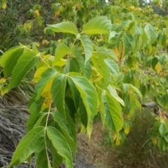 Acer negundo (Box Elder) at O'Malley, ACT - 21 Mar 2018 by Mike