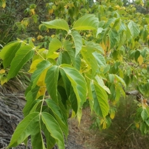 Acer negundo at O'Malley, ACT - 21 Mar 2018 02:31 PM