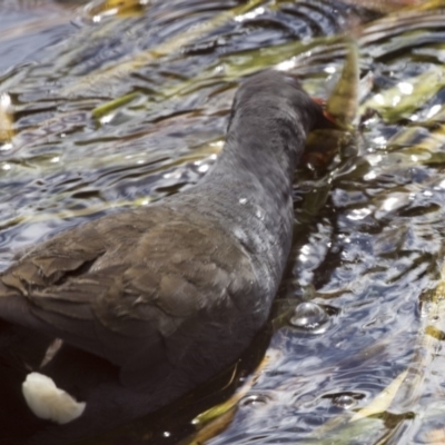 Gallinula tenebrosa (Dusky Moorhen) at Belconnen, ACT - 21 Mar 2018 by Alison Milton