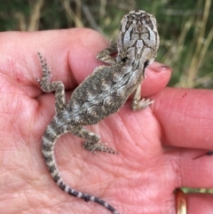 Pogona barbata (Eastern Bearded Dragon) at Murrumbateman, NSW - 21 Mar 2018 by alex_watt