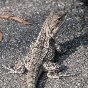 Amphibolurus muricatus at Paddys River, ACT - 25 Jan 2018 05:43 PM