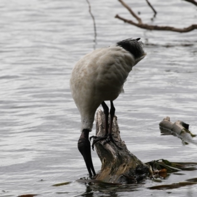 Threskiornis molucca (Australian White Ibis) at Belconnen, ACT - 21 Mar 2018 by Alison Milton