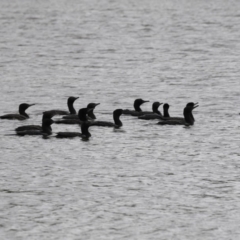 Phalacrocorax sulcirostris (Little Black Cormorant) at Belconnen, ACT - 21 Mar 2018 by Alison Milton