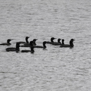 Phalacrocorax sulcirostris at Belconnen, ACT - 21 Mar 2018