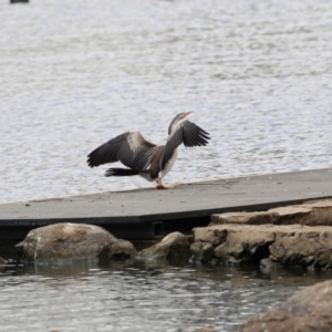 Anhinga novaehollandiae at Belconnen, ACT - 21 Mar 2018 02:31 PM