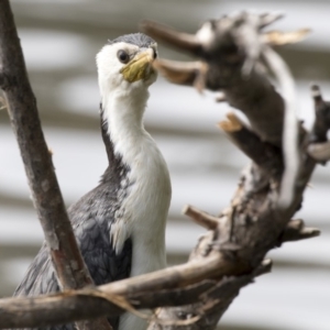 Microcarbo melanoleucos at Belconnen, ACT - 21 Mar 2018