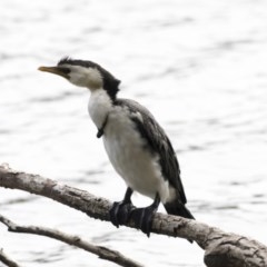 Microcarbo melanoleucos at Belconnen, ACT - 21 Mar 2018