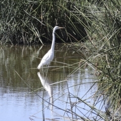 Ardea alba (Great Egret) at Belconnen, ACT - 20 Mar 2018 by Alison Milton