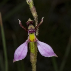 Eriochilus cucullatus at Gungahlin, ACT - 21 Mar 2018