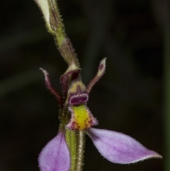 Eriochilus cucullatus at Gungahlin, ACT - 21 Mar 2018