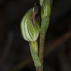 Speculantha rubescens (Blushing Tiny Greenhood) at Gungahlin, ACT - 21 Mar 2018 by DerekC