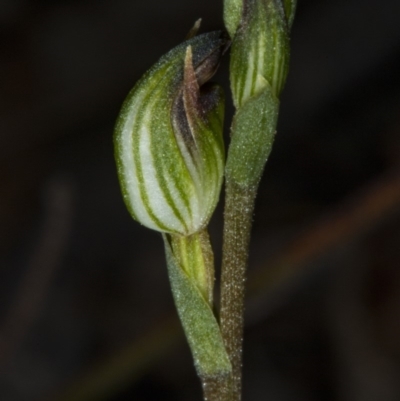 Speculantha rubescens (Blushing Tiny Greenhood) at Gungahlin, ACT - 21 Mar 2018 by DerekC