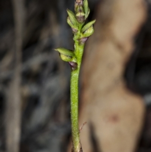 Corunastylis clivicola at Gungahlin, ACT - suppressed