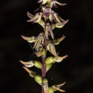 Corunastylis clivicola at Gungahlin, ACT - 21 Mar 2018