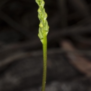 Corunastylis clivicola at Gungahlin, ACT - 21 Mar 2018