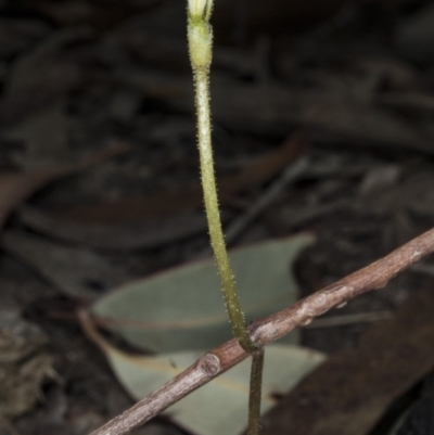 Eriochilus cucullatus (Parson's Bands) at Gungahlin, ACT - 21 Mar 2018 by DerekC