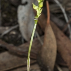 Corunastylis clivicola (Rufous midge orchid) at Gungahlin, ACT - 21 Mar 2018 by DerekC