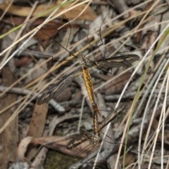 Ptilogyna sp. (genus) (A crane fly) at Crace, ACT - 21 Mar 2018 by DerekC