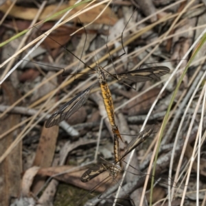 Ptilogyna sp. (genus) at Crace, ACT - 21 Mar 2018 12:08 PM