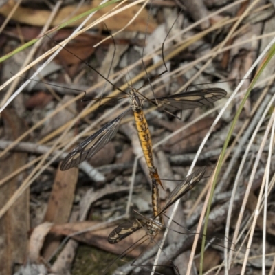 Ptilogyna sp. (genus) (A crane fly) at Crace, ACT - 21 Mar 2018 by DerekC