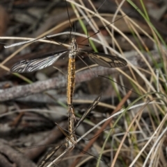 Ptilogyna sp. (genus) at Crace, ACT - 21 Mar 2018 12:08 PM