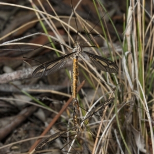 Ptilogyna sp. (genus) at Crace, ACT - 21 Mar 2018 12:08 PM