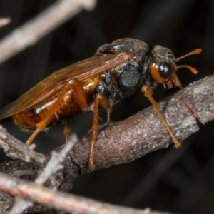 Pergidae sp. (family) at Gungahlin, ACT - 21 Mar 2018